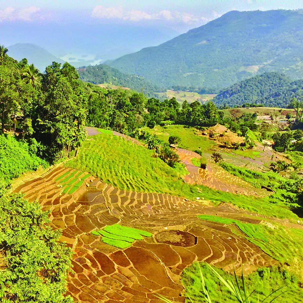 paddy_fields